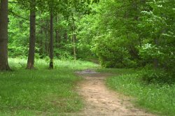 path through woods