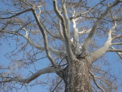tree branches